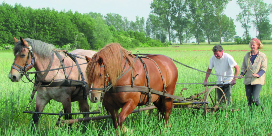 Temelleri 50 yıl önce atılan komün: Longo Mai